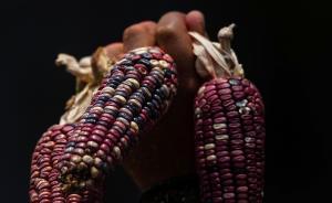 爆料玉米食品安全标准最新,玉米食品安全标准新规，守护餐桌健康